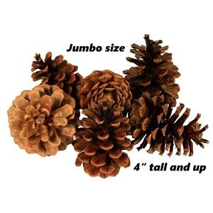 Lot of 25 - Oregon PONDEROSA Pine Cones Organic Natural JUMBO SIZE 4" or taller